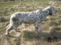 Setter Anglais ROSY DE SAGONA Setter Anglais ROSY DE SAGONA